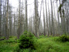 Šumava 2005 - den 3.